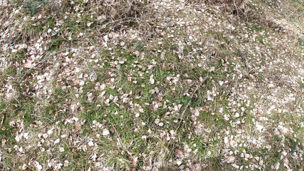 Slapping and Milking Hanging Tits in the Woods