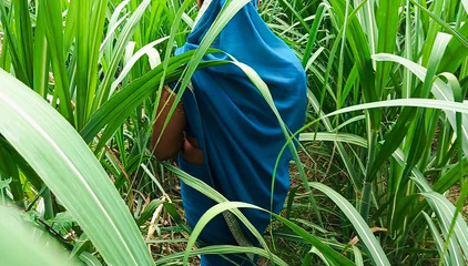 Desi Bhabhi Fuck in Sugarcane Field