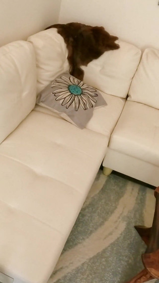 Caught Trying to Cum in Stepmom's Panties