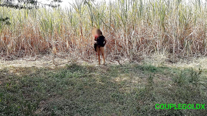 Komal Was About to Fire the Sugarcane of Her Field Leaving Behind Her Own Urine
