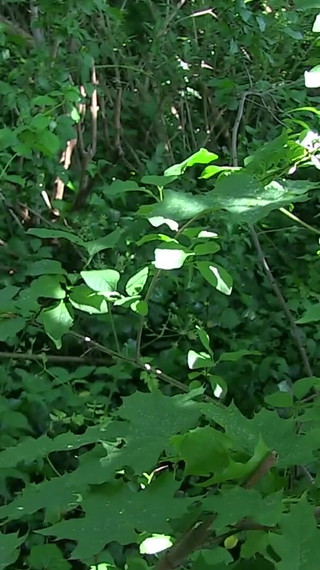 Jaye Rose flashes her ass in outdoor amateur action