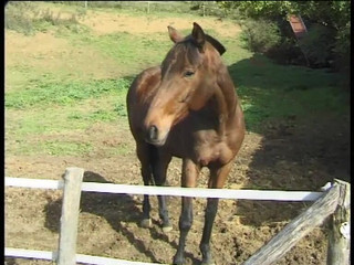 Cavalieri Del Sesso_scene_01