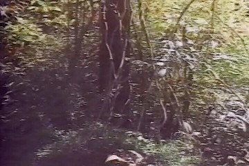 Pregnant Slut Pounded in Outdoor Threesome