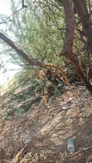 Desi Stepaunty Dogy Sex