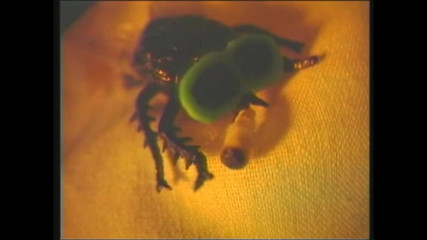 Freaky Babes Losing Control in Hardcore Fucking Frenzy