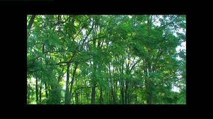 European Amateurs, Part 2