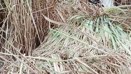 My Wife Riya Broke the Seal in the Paddy Field for the First Time