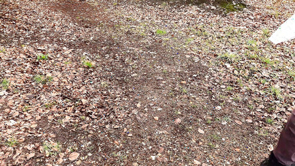 Red Tits by the Lake