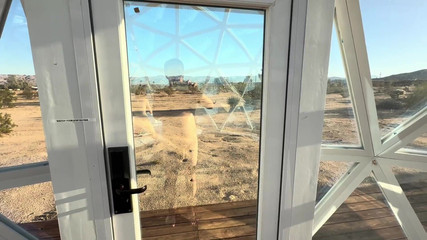 Chinese MILF Pleases Me with Her Tongue and Pussy Under a Glass Dome in Joshua Tree