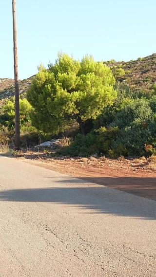 Wetting Sweatpants and Panties on a Barefoot Morning Walk
